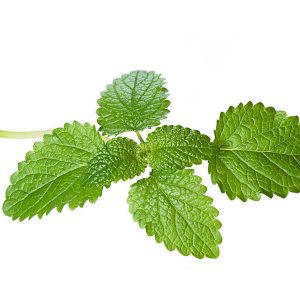 بادرنجبویه