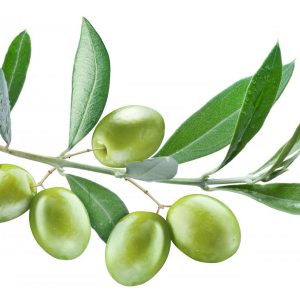 برگ زیتون