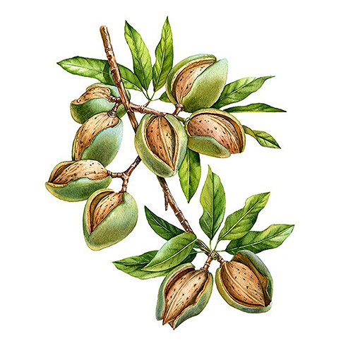 بادام شیرین