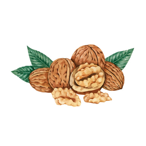 گردو