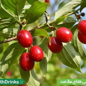 زغال اخته