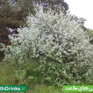 شکوفه سنجد